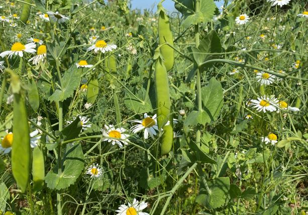 FRESH PEAS GROWING IN A FARMERS FIELD WITH WILD FLOWERS