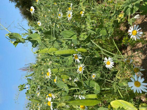 A crop of peas in a farmers field mixed with wild flowers